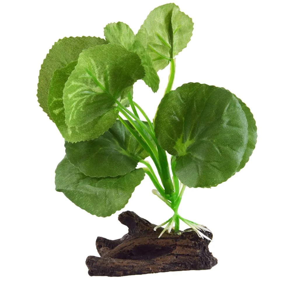 Underwater Treasures Hydrocotyle