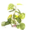 Underwater Treasures Jade Pothos - 12"
