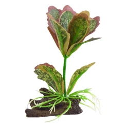 Underwater Treasures Kalanchoe Flapjack
