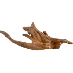 Underwater Treasures Kapas Root - Medium - Pack of 6