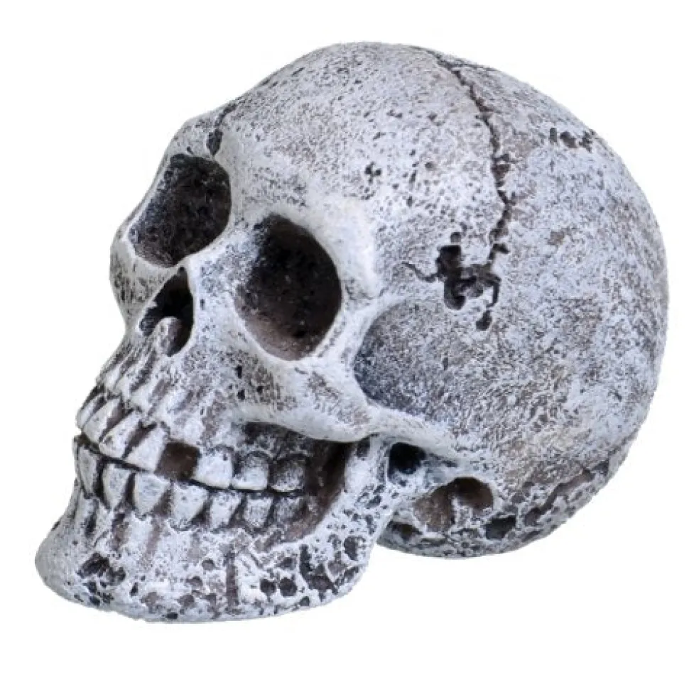 Underwater Treasures Mini Skull