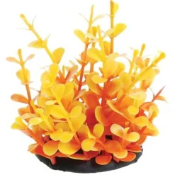 Underwater Treasures Orange Moneywort - 2.5"