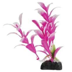 Underwater Treasures Pink Hygro - 4.5" - Pack of 6