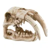 Underwater Treasures Sabertooth Skull