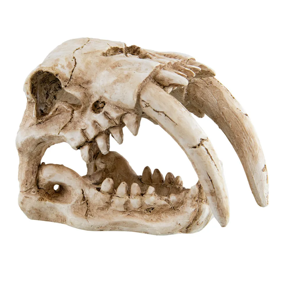 Underwater Treasures Sabertooth Skull