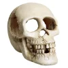 Underwater Treasures Skull