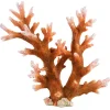 Underwater Treasures Staghorn - Medium