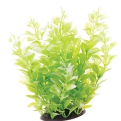 Underwater Treasures White Tipped Cardamine - 10"