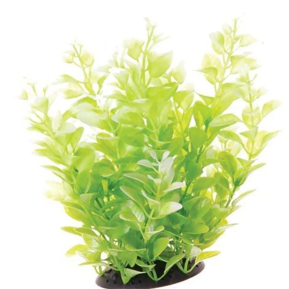 Underwater Treasures White Tipped Cardamine - 10"