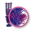 Weco Products Dream Series Fuschia Fern Aquarium Plant - Pink and Purple - 9 in