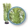 Weco Products Freshwater Pro Series Cabomba Aquarium Plant - Green - 6 in