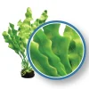 Weco Products Freshwater Pro Series Amazon Ruffled Sword Aquarium Plant - Green - 6 in