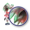 Weco Products Freshwater Series Tiger Lotus Aquarium Plant - Red - 6 in