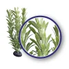 Weco Products Freshwater Series Anacharis Aquarium Plant - Green - 9 in