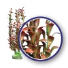 Weco Products Freshwater Series Hygrophilia Aquarium Plant - Red - 6 in