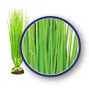Weco Products Freshwater Series Asian Hairgrass Aquarium Plant - Green - 12 in