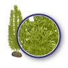 Weco Products Freshwater Series Foxtail Aquarium Plant - Green - 18 in