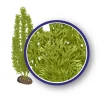 Weco Products Freshwater Series Foxtail Aquarium Plant - Green - 9 in