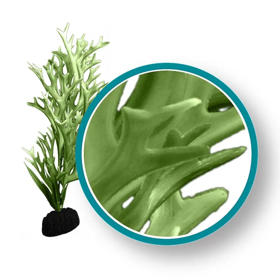 Weco Products Marine Pro Series Giant Kelp Aquarium Plant - Green - 12 in - Giant