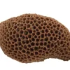 Weco Products South Pacific Coral Brain Ornament - Brown - Medium
