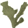 Weco Products South Pacific Coral Elkhorn Ornament - Grey - Small