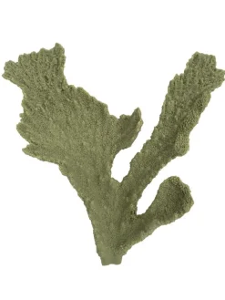 Weco Products South Pacific Coral Elkhorn Ornament - Grey - Small