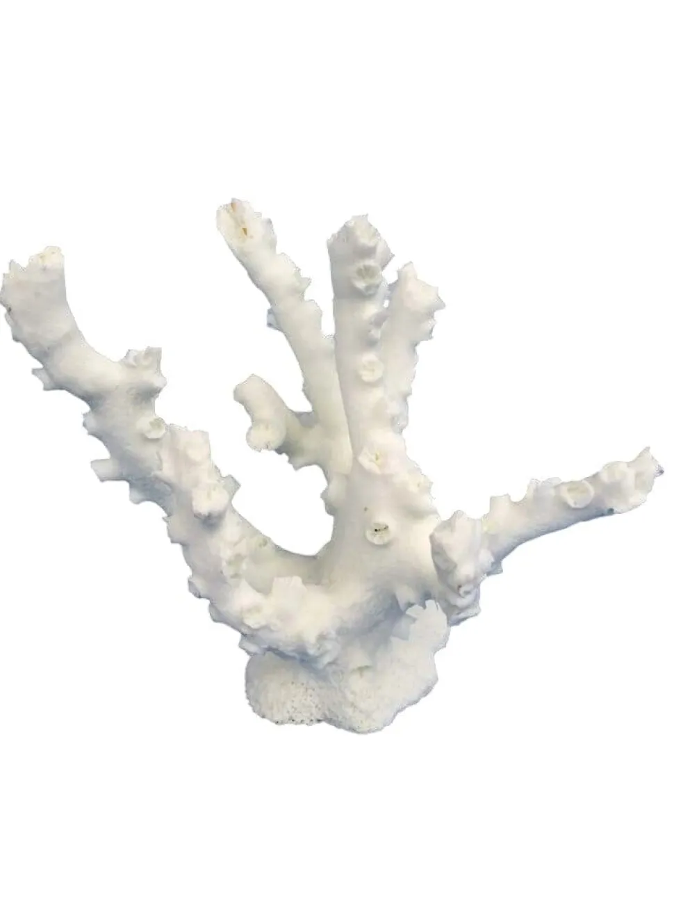 Weco Products South Pacific Coral Octopus Ornament - White - Small