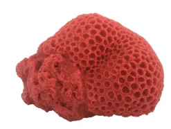 Weco Products South Pacific Coral Brain Ornament - Orange - Large