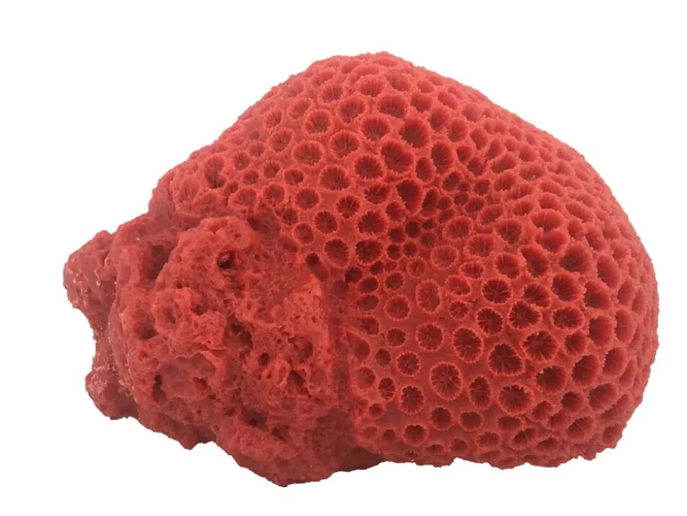 Weco Products South Pacific Coral Brain Ornament - Orange - Large