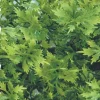 Zoo Med Laboratories Australian Maple Plastic Plant Terrarium and Aquarium Décor - Medium