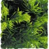 Zoo Med Laboratories Natural Bush Malaysian Fern Plastic Plant Aquarium and Terrarium Décor - Small