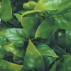Zoo Med Laboratories Natural Bush Mexican Phyllo Plastic Plant Aquarium and Terrarium Décor - Large