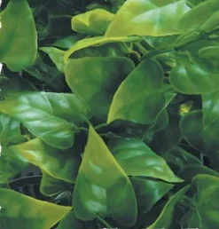 Zoo Med Laboratories Natural Bush Mexican Phyllo Plastic Plant Aquarium and Terrarium Décor - Large