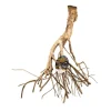 Zoo Med Laboratories Natural Talawa Mangrove Root Terrarium and Aquarium Décor - Extra Large - 30" Inches