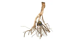 Zoo Med Laboratories Natural Talawa Mangrove Root Terrarium and Aquarium Décor - Extra Large - 30" Inches